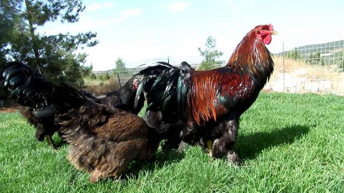 Kuřata brojového kuřecího plemene: popis, chov a rysy