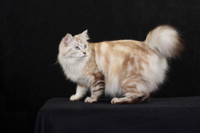 Bobtail American Shorthair a Longhair: vše o plemenech, foto