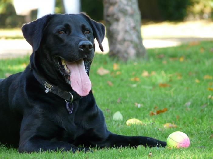 pes černý labrador