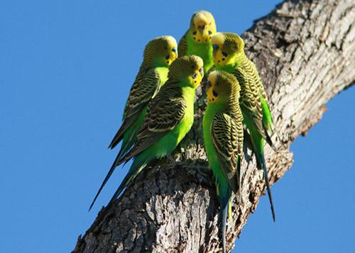 Jak naučit vlnité papoušky k rozhovoru - komunikace s pernatým zvířetem
