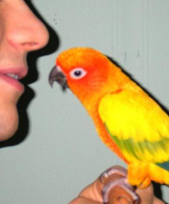 Naučte se tajemství toho, jak naučit papoušky mluvit