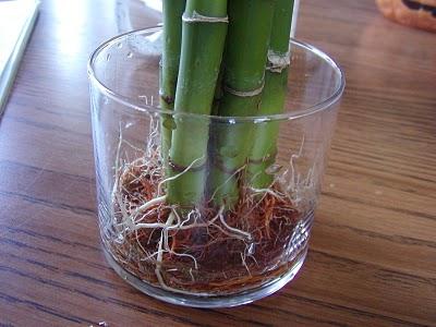 Bambus: domácí péče a pěstování