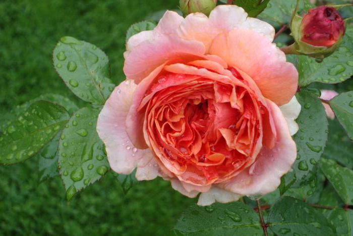 Chippendale je růže jako umělecké dílo