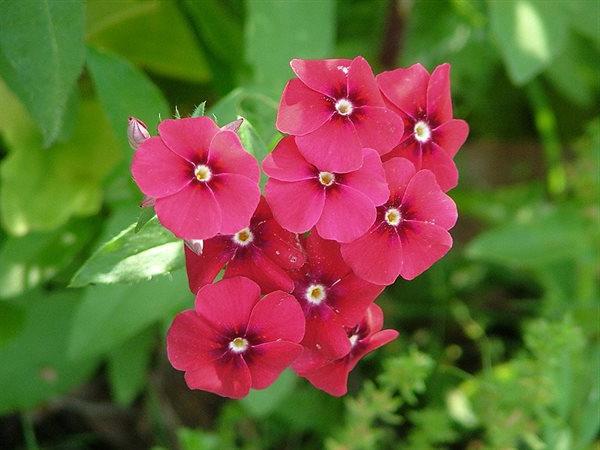 Phlox Drummond Foto