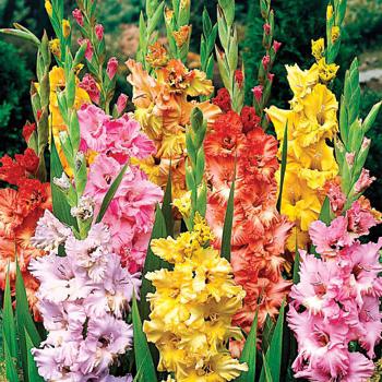 gladiolus vybledl