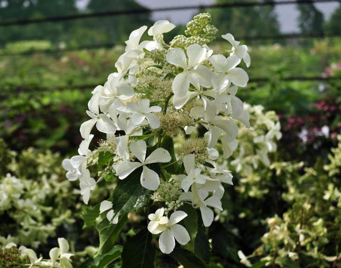 Hydrangea Levan: Popis, růst, rozmnožování