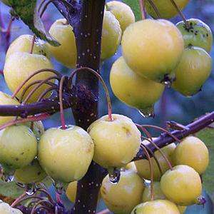 Jak stříhat jabloní na podzim: tipy pro zkušené zahradníky