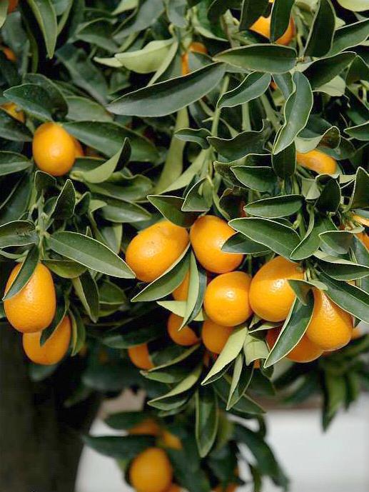 Jak rostlina, jak propagovat, jak pečovat: Citrus Fortunella - radost v domácnosti