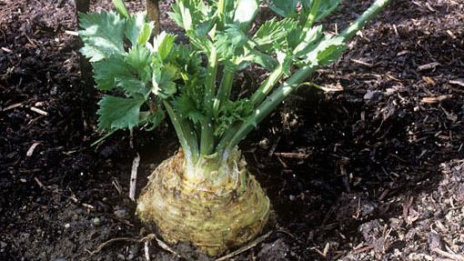 Jak pěstovat celer kořen