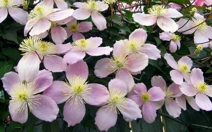 Clematis mountain pink: výsadba a péče, recenze, fotky