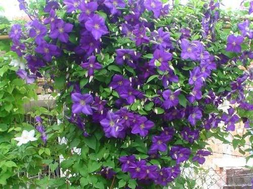 Clematis Rhapsody: popis, výsadba a péče v otevřeném terénu