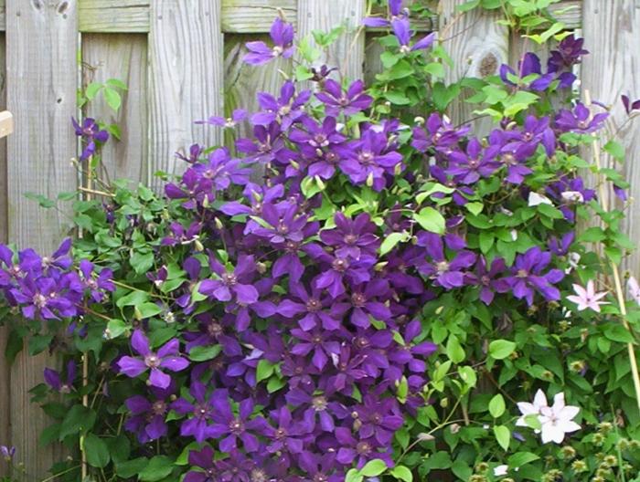 Clematis pro Ural