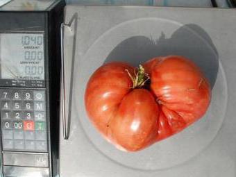 Minusinsk Tomato 