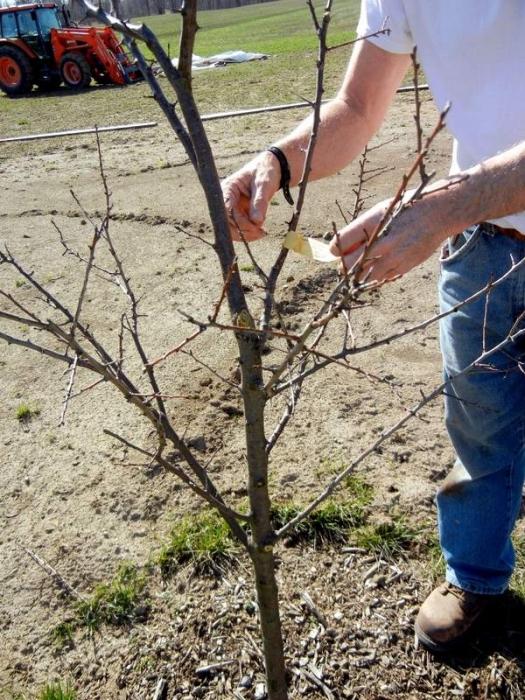 Řezání jabloní na jaře: tipy pro zahradníky