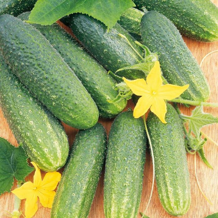 Cucumber Libelle F1 popis stupně