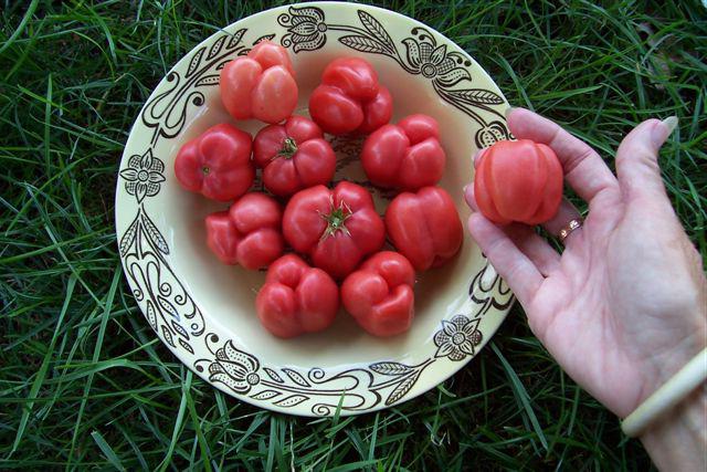 Popis a hodnocení: rajčata 