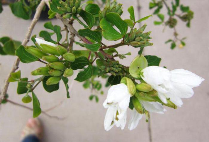 Bauhinia orchidej strom rostoucí ze semen