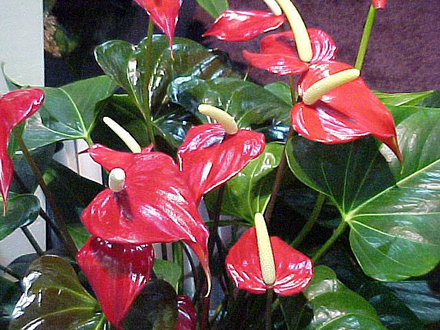 anthurium, jak pečovat