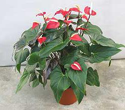 nezkuří ​​anthurium co dělat