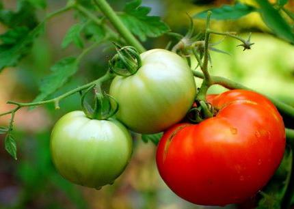 Pěstování rajčete na otevřeném terénu a skleníku. Tipy pro farmáře
