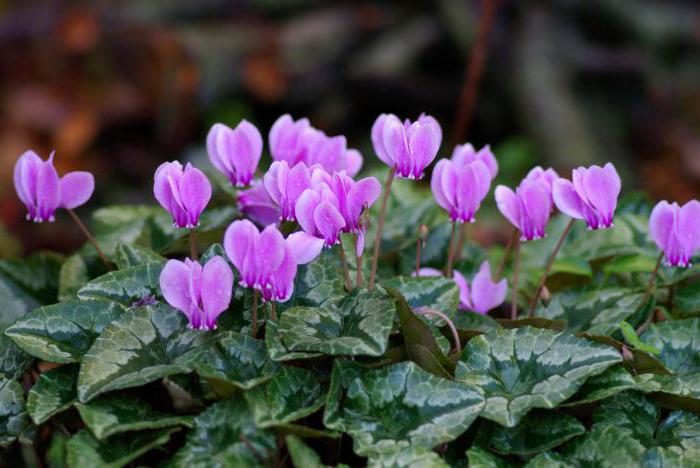 Reprodukce listů cyklámen doma. Cyclamen květina: fotografie