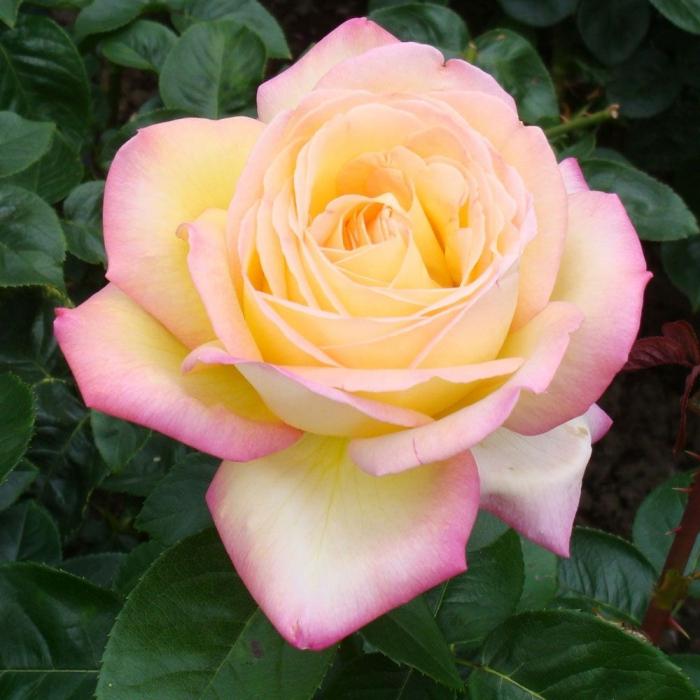 Den růžové glorie: nejoblíbenější květina v historii