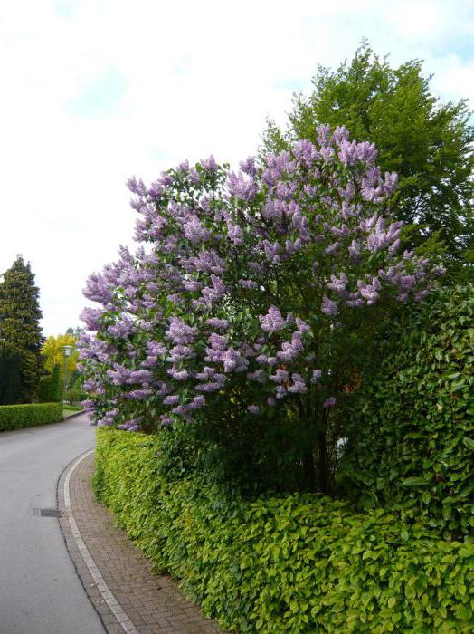 Lilac Katerina Havemeyer (společné): botanická pomoc