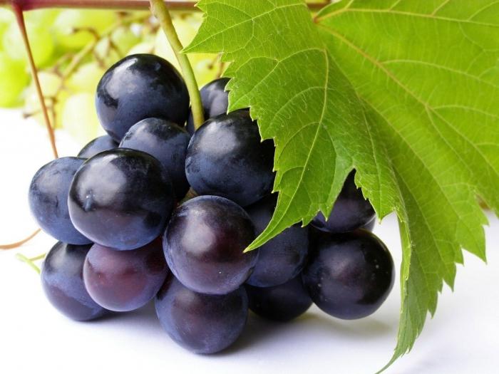 Grape Delight je spolehlivá odrůda pro drsné zimy