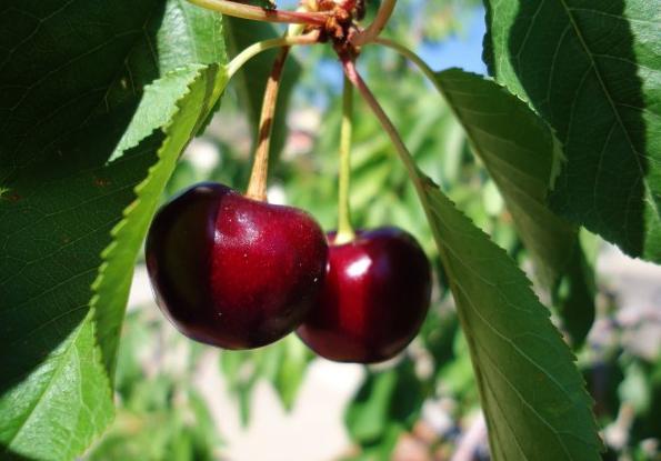 Chutné třešeň Cherry Cherry Cherry: Popis odrůdy