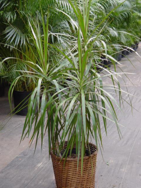 dracaena zalévání