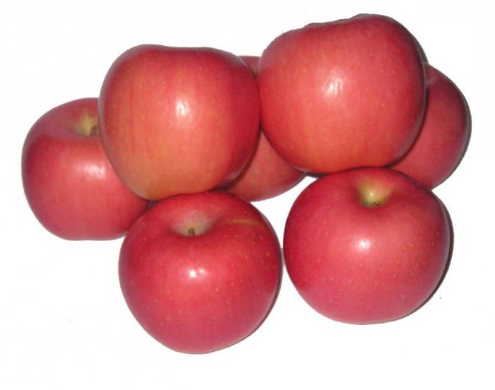 Apple tree "Fudge". Jak vypadá jabloní "Fuji": popis odrůdy