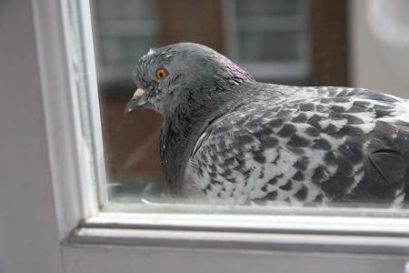 Spočíval holub na okenním parapetu? Není to jenom ...