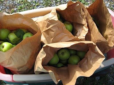 Jak udržet čerstvé jablka: osvědčené a spolehlivé způsoby