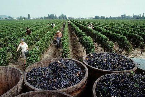 cognac ararat 5 hvězdiček hodnocení jak rozlišovat falešný