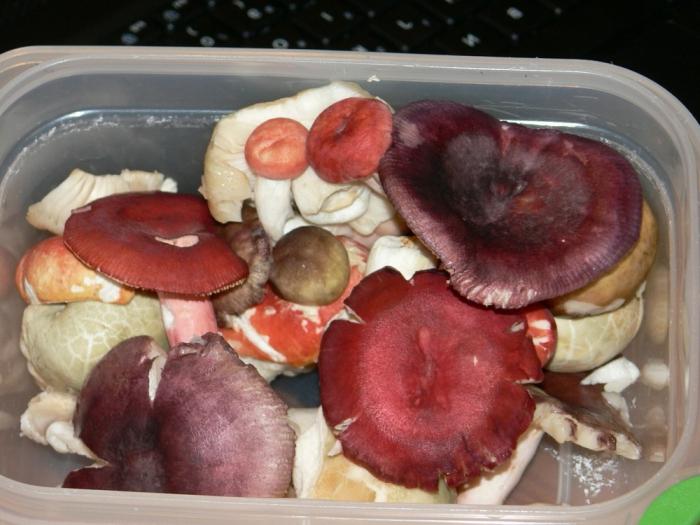 russula slaný recept