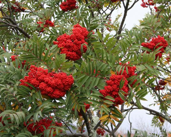 Rowan - tenká, kudrnatá, šarlatová. Reflexe této krásy v lidovém umění