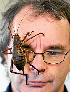 Království hmyzu: největší kobylka na světě