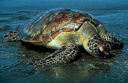 Co je známé pro zelenou mořskou želvu?