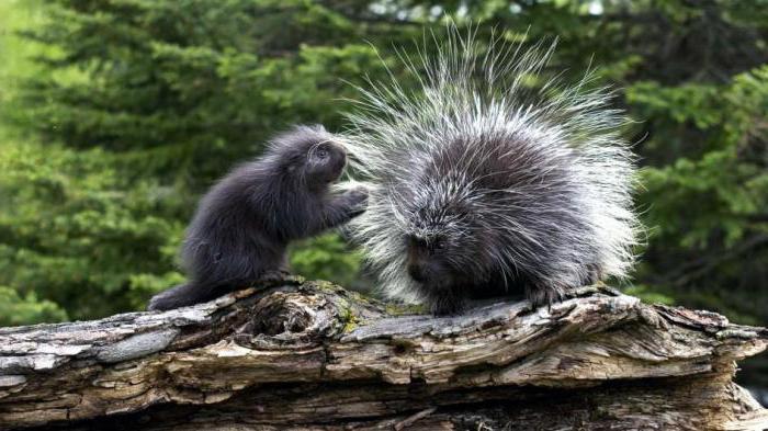 Porcupine: kde žije, co se živí, jak se množí