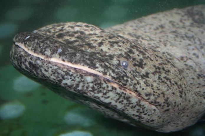 Giant salamander (gigantický): popis, rozměry