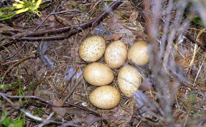 Capercaillie vulgaris: popis, foto