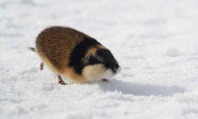 lemmings kde žijí než jíst