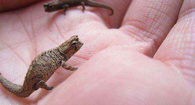 Co je to - nejmenší zvíře na světě?