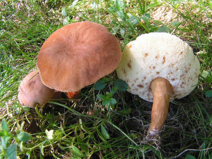 Kaštanová houba: vzhled a fotografické funkce