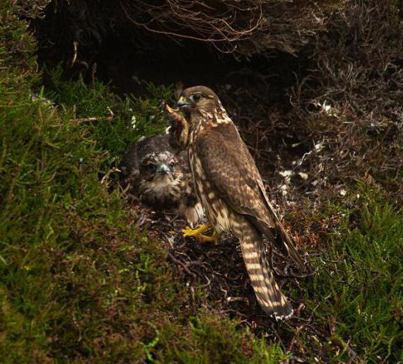 Gyrfalcon - pták neobvyklý a vytrvalý