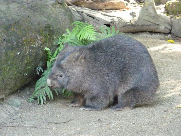 který žije v Austrálii ze zvířat