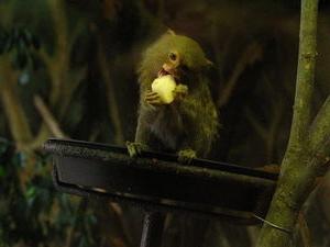 Monkey trpaslík: málo o způsobu života v přírodě a zajetí