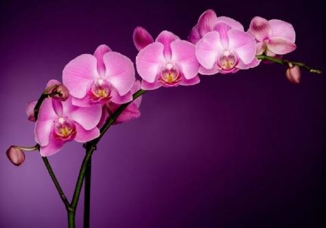 Phalaenopsis Orchids