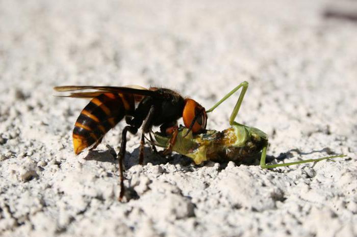 Smrtelný japonský sršeň je hmyz, který způsobuje hrůzu