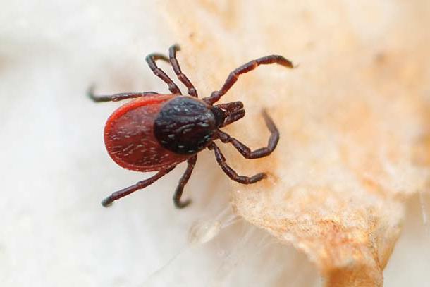 Encephalitis tick habitat